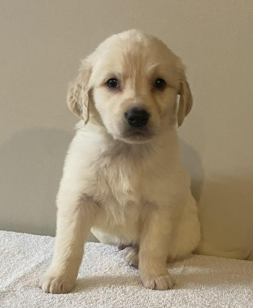 puppy, for, sale, Golden Retriever, Stiehl  Wilson, dog, breeder, Everton, MO, dog-breeder, puppy-for-sale, forsale, nearby, find, puppyfind, locator, puppylocator, aca